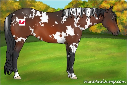 Horse Color:White Spotted Brown