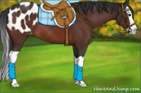 Horse Color:Brown Splash Appaloosa 