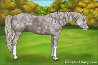 Horse Color:Silver Black Ice Splash