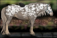 Horse Color:Chocolate Palomino Ice 