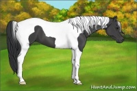Horse Color:Black Tobiano 