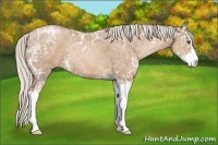 Horse Color:Silver Black Ice Pearl Sabino 
