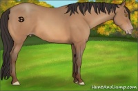 Horse Color:Sable Champagne 