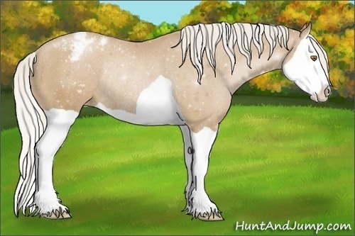 Horse Color:Silver Black Pearl Splash Appaloosa Rabicano 