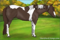 Horse Color:Liver Chestnut Tobiano