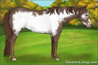 Horse Color:Liver Red Roan Frame 