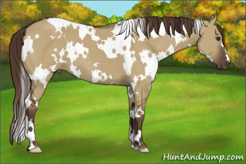 Horse Color:White Spotted Liver Red Dun 