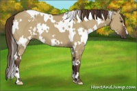 Horse Color:White Spotted Liver Red Dun 