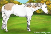 Horse Color:Silver Classic Champagne Splash Varnish