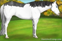 Horse Color:Black Splash Appaloosa 