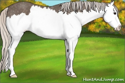 Horse Color:Silver Black Splash Varnish 