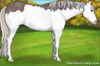 Horse Color:Silver Black Splash Varnish