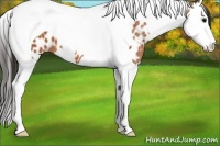 Horse Color:Bay Splash Tobiano Appaloosa 