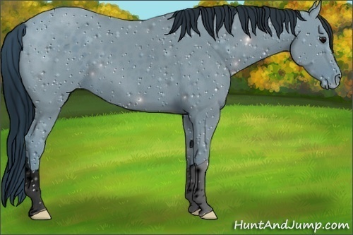 Horse Color:ERROR: UNKNOWN ANOMALY