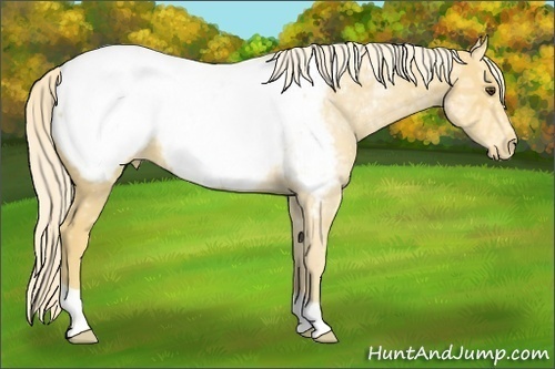 Horse Color:Palomino Ice Snowcap 