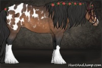 Horse Color:Brown Appaloosa 