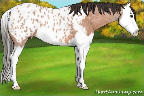 Horse Color:Bay Roan Splash Appaloosa 