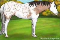 Horse Color:Bay Roan Splash Appaloosa 