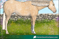 Horse Color:Gold Cream Champagne Ice 
