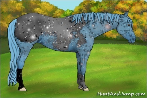 Horse Color:ERROR: UNKNOWN ANOMALY