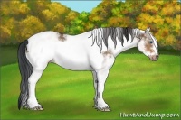 Horse Color:White Spotted Brown Dun Frame