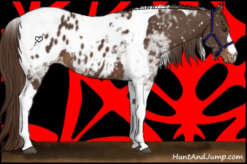 Horse Color:Liver Chestnut Ice Tobiano Appaloosa