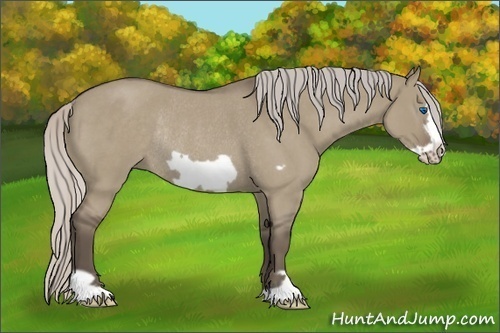 Horse Color:Silver Grullo Roan Frame Rabicano 