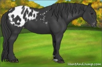 Horse Color:Black Appaloosa 