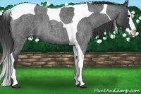 Horse Color:Blue Roan Splash Tobiano Appaloosa 