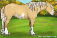 Horse Color:Silver Sable Champagne Dun Splash Frame 