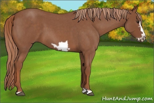 Horse Color:Red Roan Frame