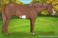 Horse Color:Red Roan Frame