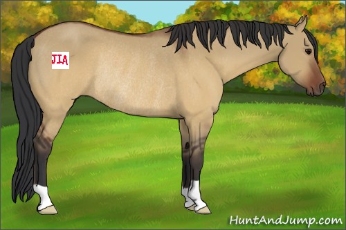 Horse Color:Brown Dun Rabicano