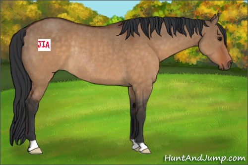 Horse Color:Brown Dun Rabicano 