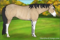 Horse Color:Brown Dun Sabino Rabicano