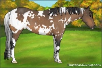 Horse Color:White Spotted Buckskin 