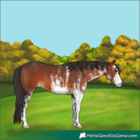 Horse Color:White Spotted Brown 