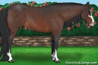 Horse Color:Brown Roan Sabino 