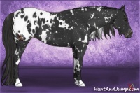 Horse Color:White Spotted Liver Chestnut Blanket