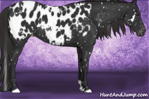 Horse Color:White Spotted Liver Chestnut Appaloosa 