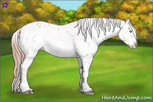Horse Color:Amber Champagne Appaloosa  and Gold Champagne Appaloosa 