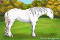 Horse Color:Amber Champagne Leopard  and Gold Champagne Leopard 
