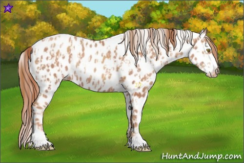 Horse Color:Gold Champagne Near Leopard  and Gold Champagne Near Leopard 