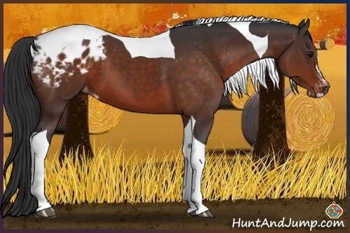 Horse Color:Brown Sabino Tobiano Appaloosa 