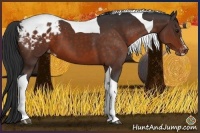 Horse Color:Brown Sabino Tobiano Appaloosa 