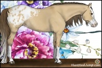 Horse Color:Buckskin Dun Sabino Splash Appaloosa Rabicano