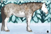 Horse Color:White Spotted Sable Champagne Ice Splash
