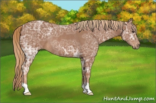 Horse Color:Chestnut Ice Rabicano