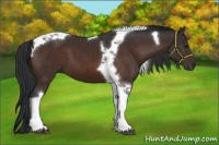 Horse Color:Brown Tobiano 
