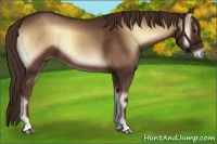 Horse Color:Red Onyx 